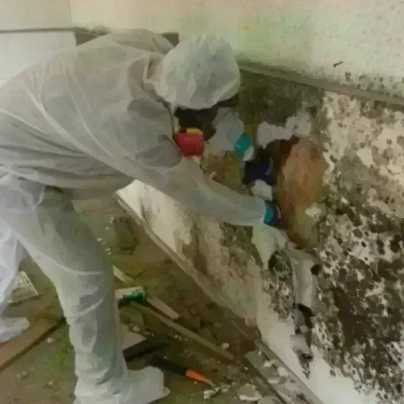 Mold Remediation and Removal in Anna, IL